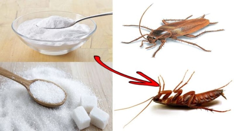 Đuổi gián bằng nguyên liệu nhà bếp